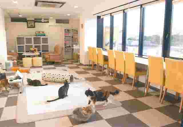 猫まるカフェの店内