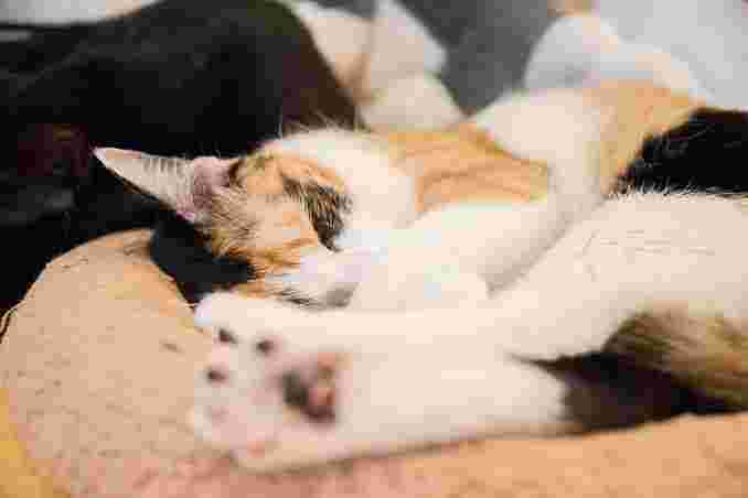 AsakusabashiネコCafeKei’sの猫