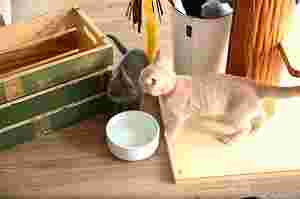 ネコカフェMONTAの猫