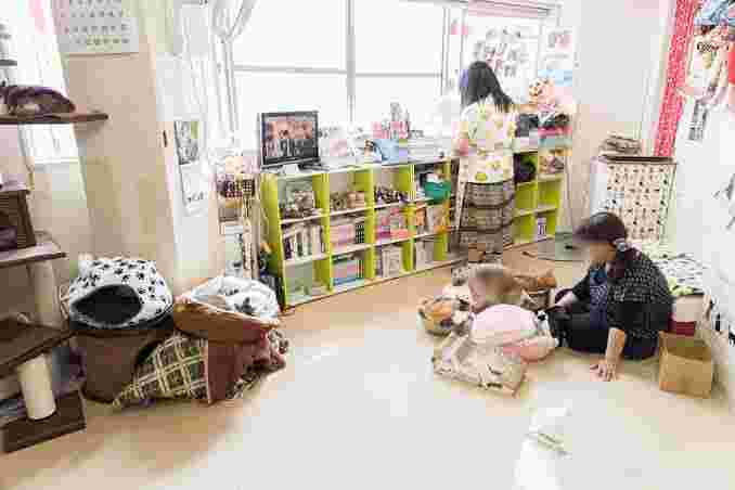 浅草ねこ園の店内