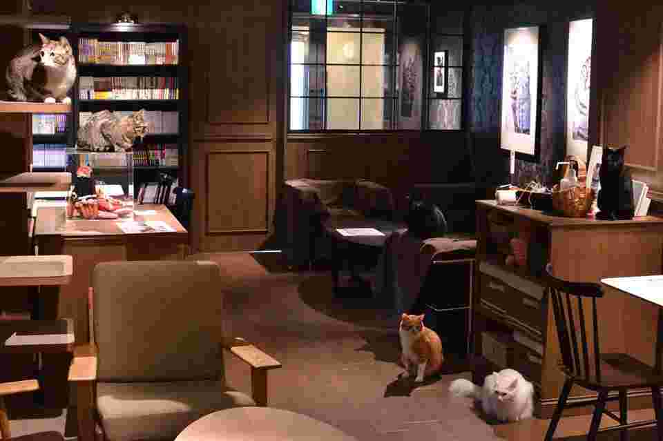 カフェきゃらふの店内と猫