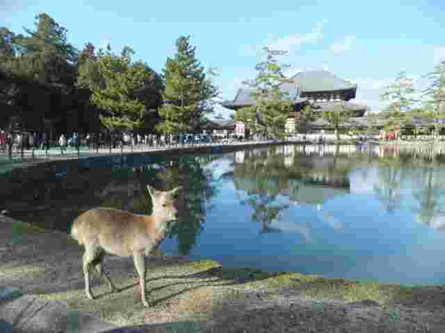 奈良の鹿