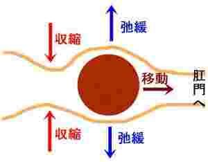 大腸の蠕動運動のイメージ