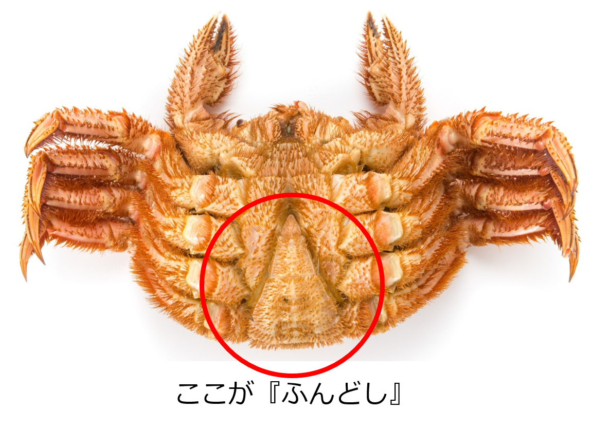 毛ガニのふんどし
