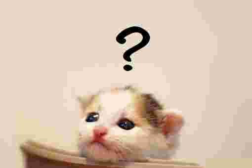 秘密の言葉を理解できない猫
