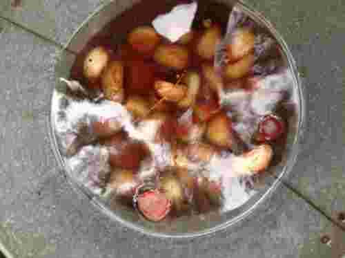虫食い栗