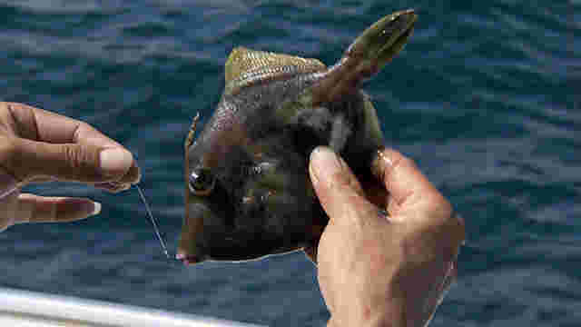 釣れたカワハギ