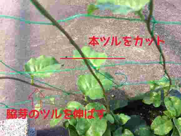 おかわかめの誘引作業