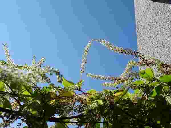おかわかめの花