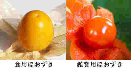 食用ホオズキと観賞用ホオズキの色の違いが分かる画像
