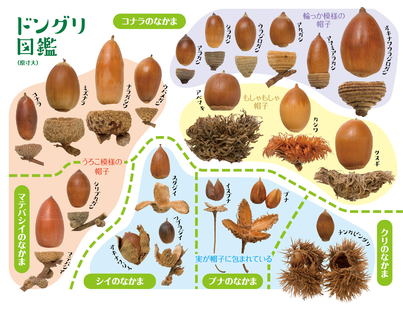 どんぐりの種類の一覧写真
