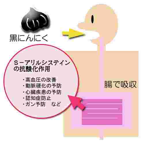 S-アリルシステインの働きを示す図