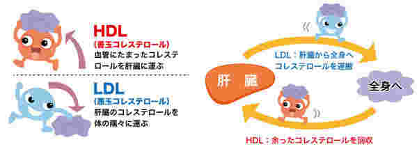 HDLとLDLの役割を示す図