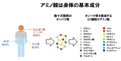 アミノ酸の解説図