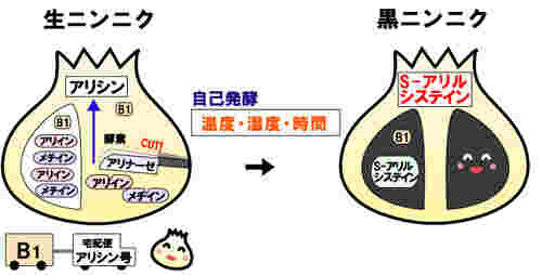 白にんにくから黒にんにくへ変化を解説する図