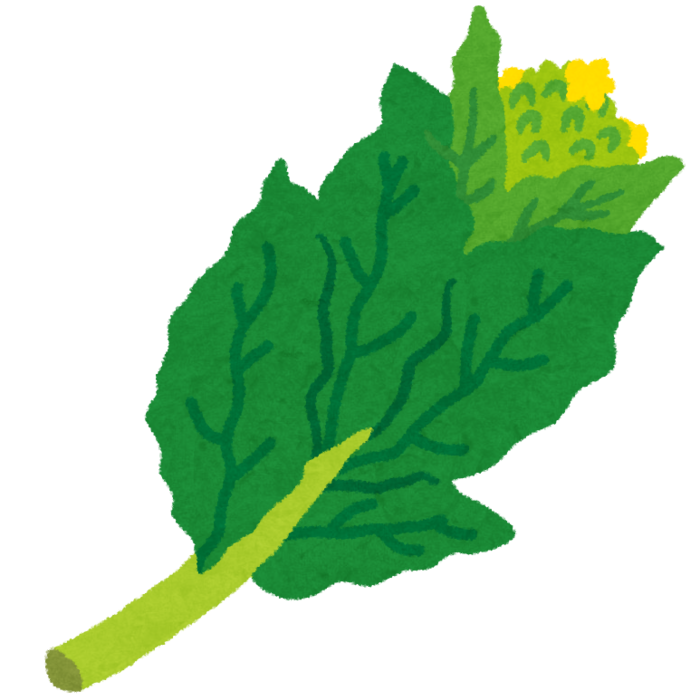 菜の花のイラスト