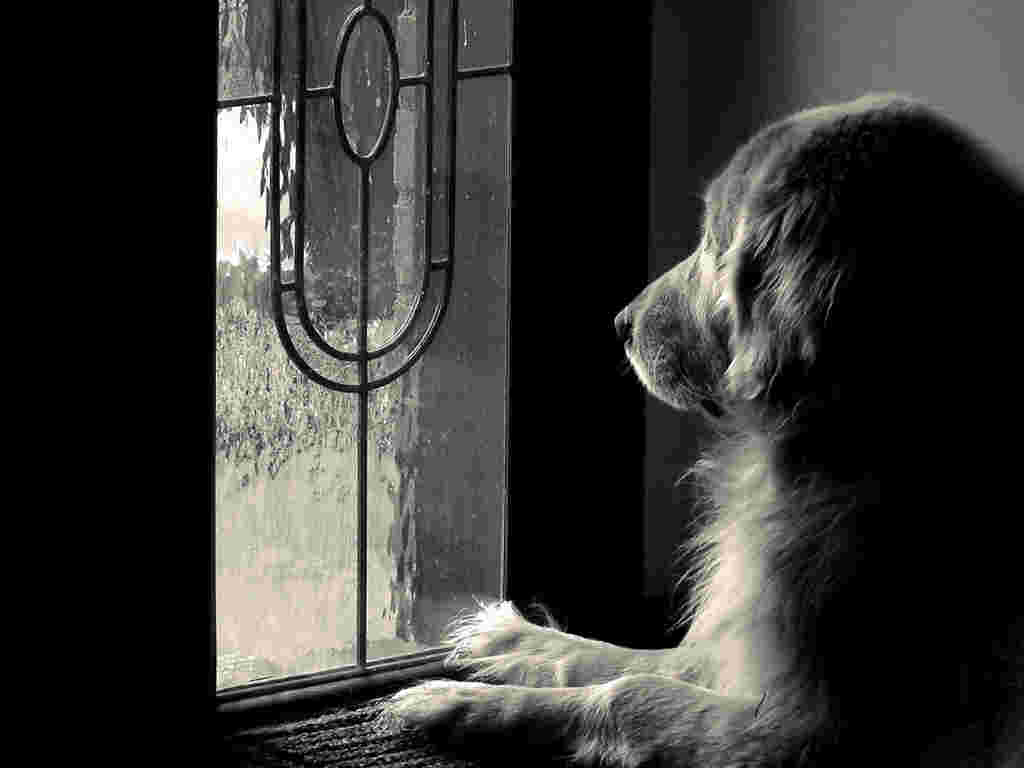 犬か窓の外を見ている白黒画像