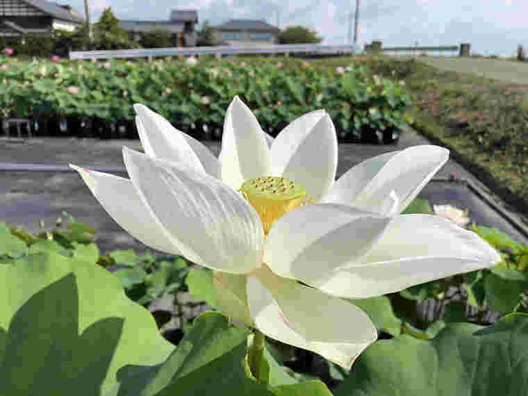 ハスの花