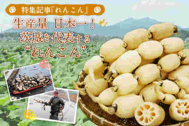 茨城のれんこん