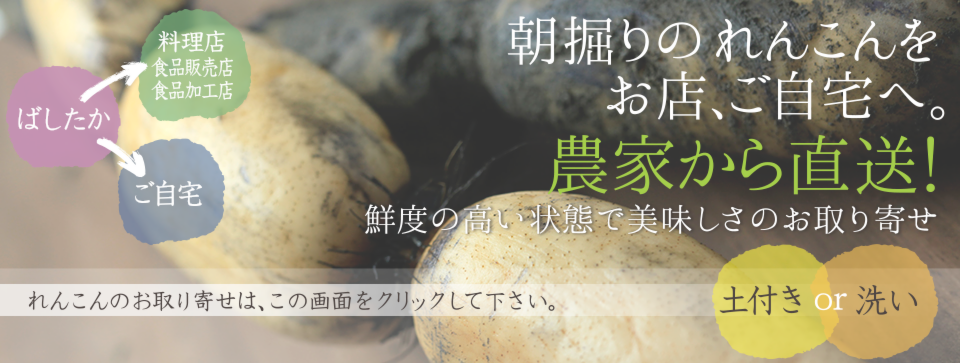 岡山県連島のれんこん