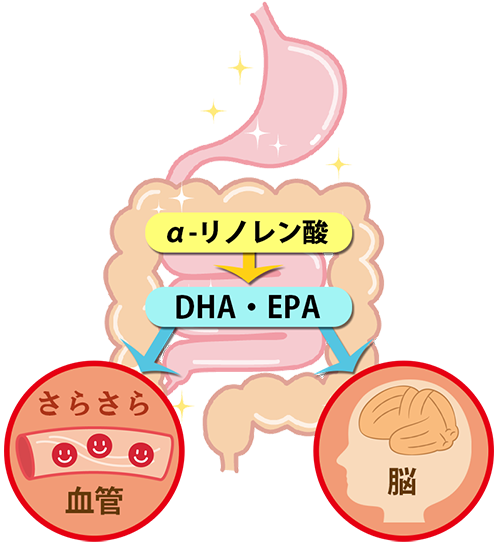 α-リノレン酸の効果