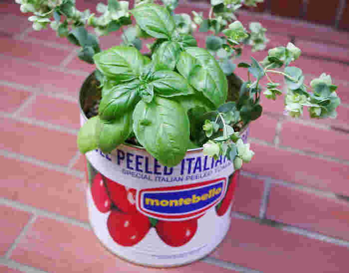 イタリアのトマト缶をポットにして、バジルとオレガノを活ける