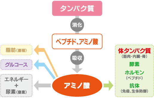 タンパク質の流れ