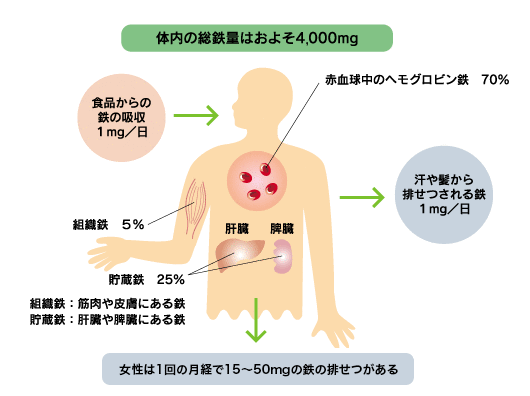 体内の鉄の循環