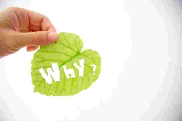 WHY?と書かれた葉っぱ