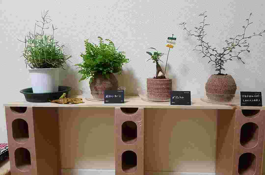 発砲スチロールビックブロックを使ったお洒落な植木を置く棚の紹介