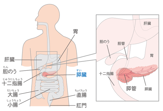 体の中の膵臓の位置のイラスト