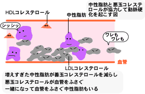 中性脂肪の図解