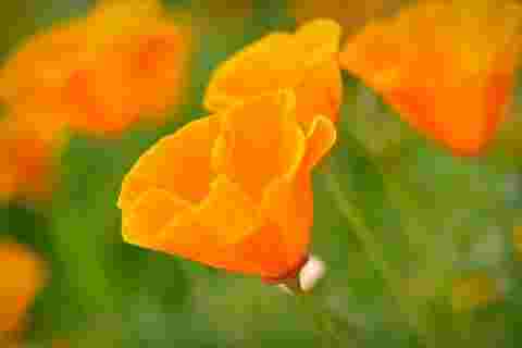 オレンジの花