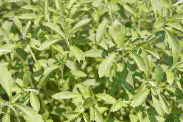 パラグアイ原産のステビアはキク科の天然の植物