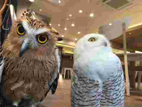 フクロウカフェの中のフクロウ2羽