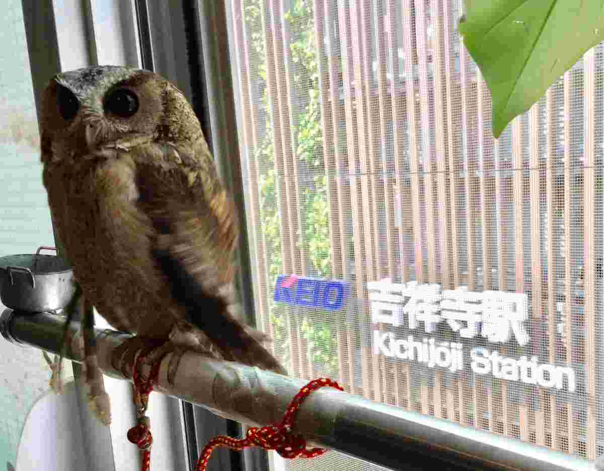 フクロウと窓から見える吉祥寺駅