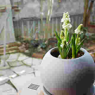 リメイクしたダイソー球体植木鉢
