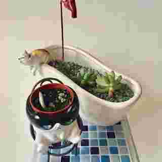 バスタブ型の植木鉢