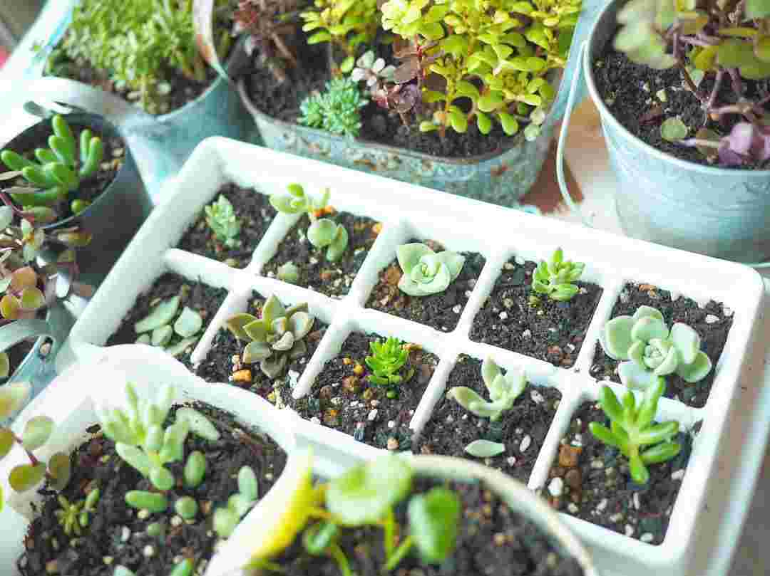 多肉植物を植えた製氷皿