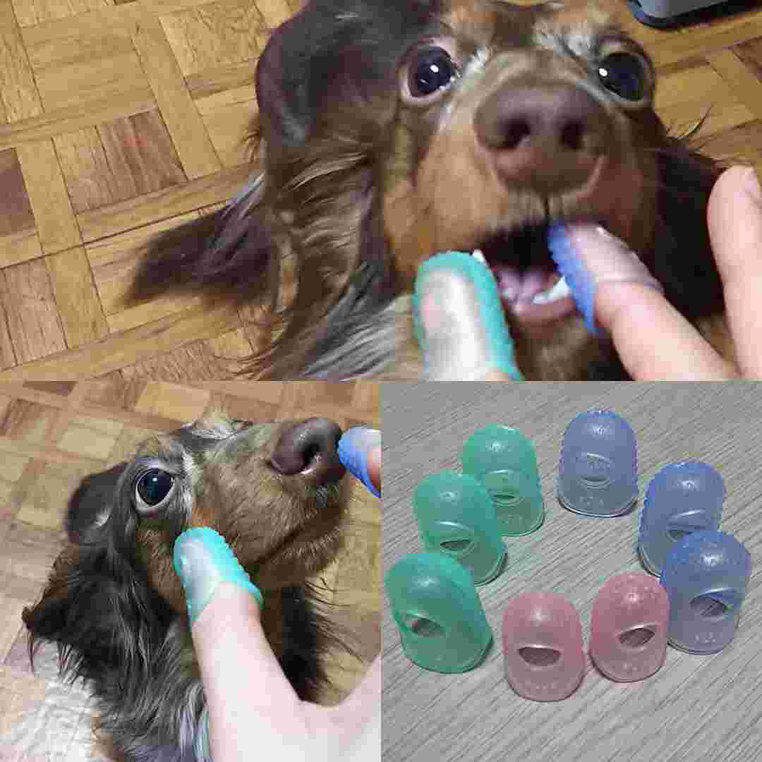 愛犬の歯磨きに指サックを使う