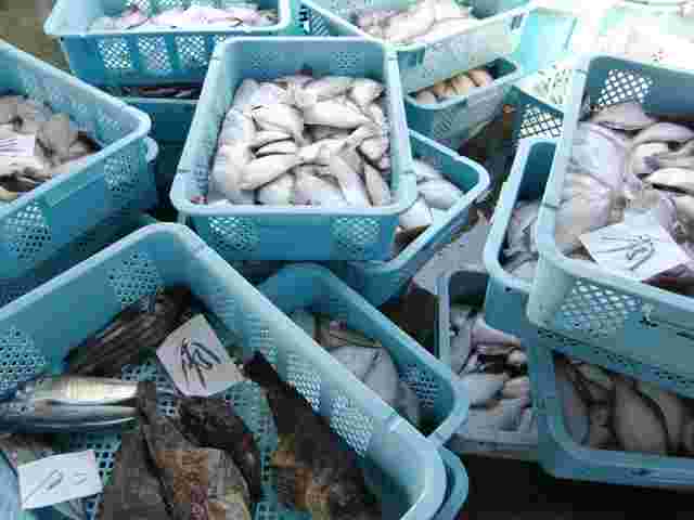 水色のカゴに入れられたたくさんの鮮魚