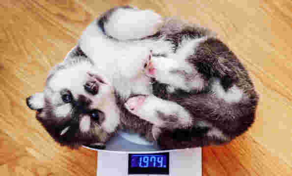 体重計に乗る猫