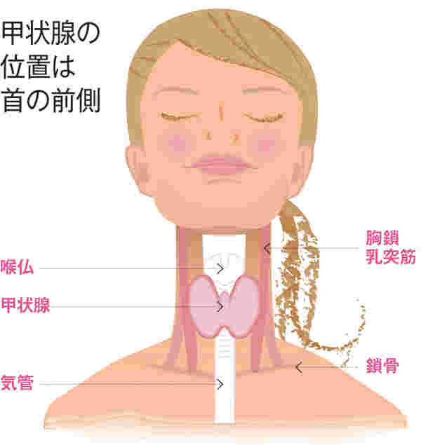 甲状腺の位置