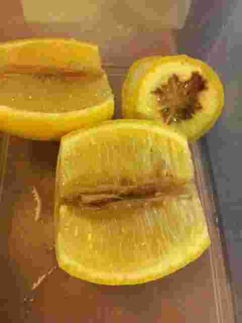 レモンの断面が茶色くなっている様子