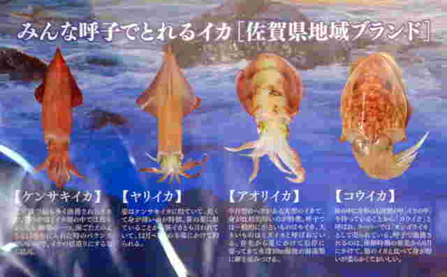 呼子で獲れる旬のイカ
