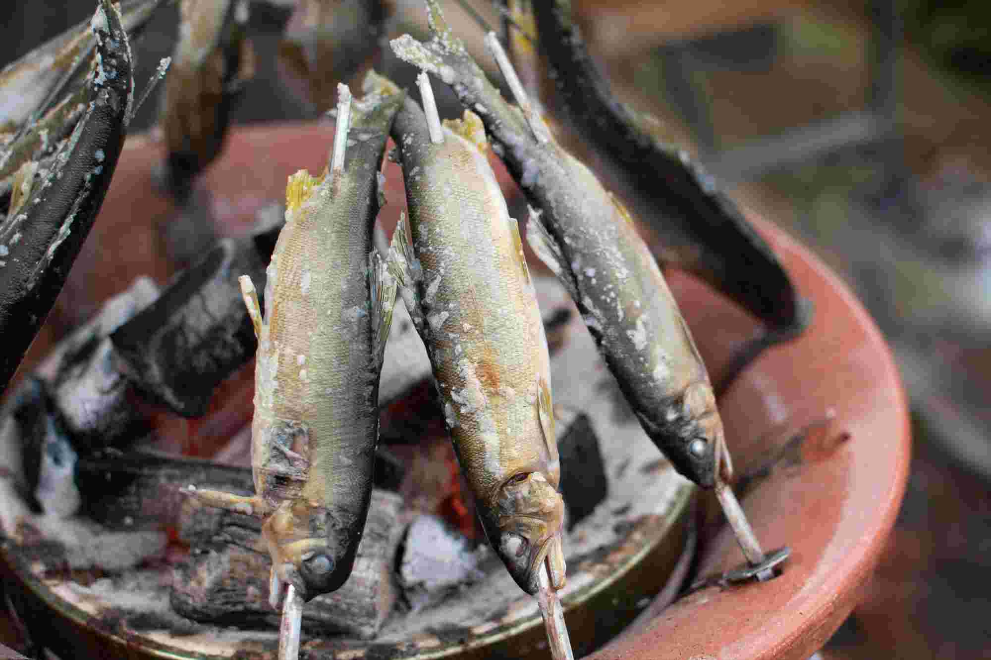釣ったばかりの鮎の塩焼き