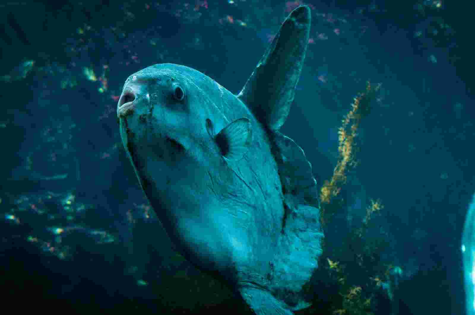泳いでいるマンボウ