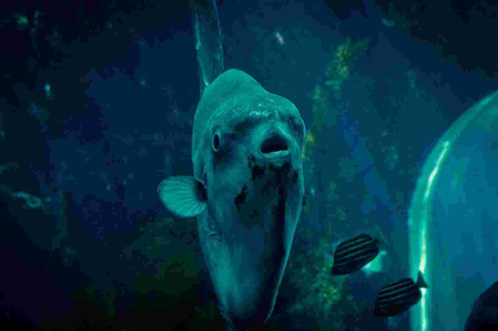 泳いでいるマンボウ