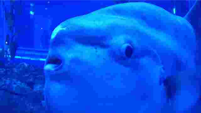 泳いでいるマンボウ