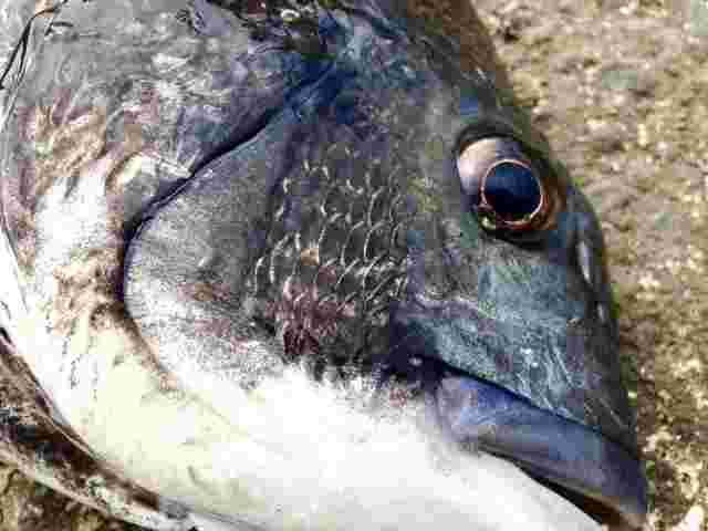 釣り上げられたチヌ